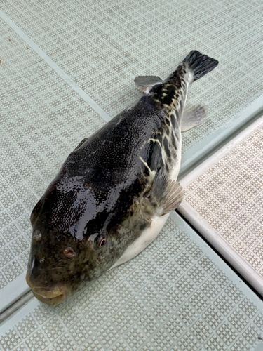 トラフグの釣果