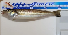 シロギスの釣果