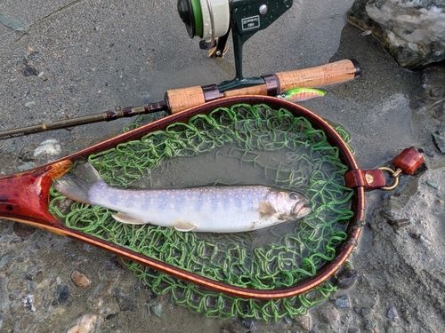 イワナの釣果