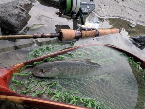 イワナの釣果