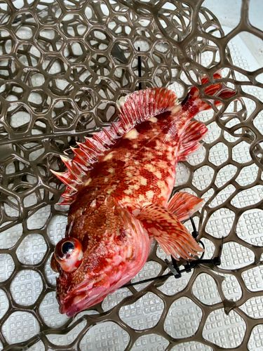 カサゴの釣果