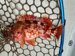 カサゴの釣果