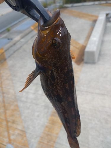 アイナメの釣果