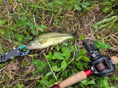 ラージマウスバスの釣果