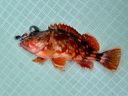 カサゴの釣果