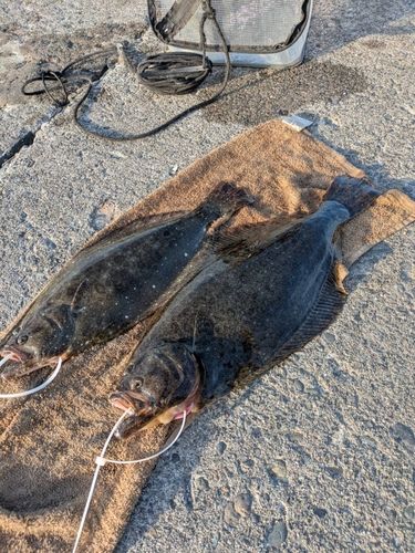 ヒラメの釣果