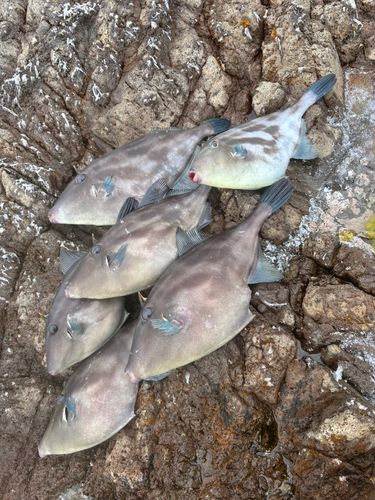 ウマヅラハギの釣果