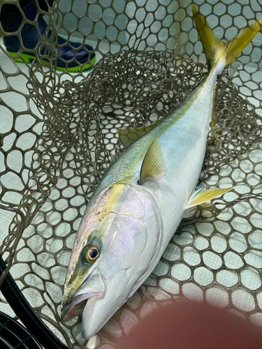 ワラサの釣果