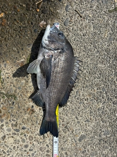 クロダイの釣果