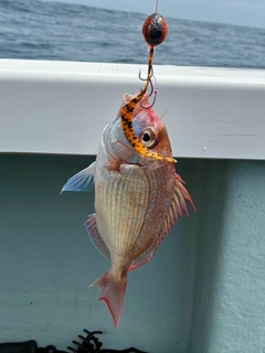 マダイの釣果