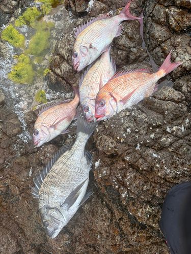 マダイの釣果