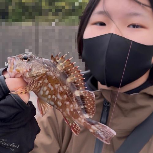 カサゴの釣果