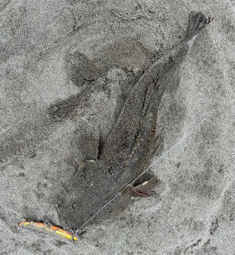 マゴチの釣果