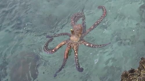 タコの釣果