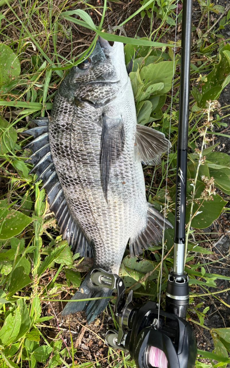DAIWA 22シルバーウルフ AIR 76MLB-Sの最安値・インプレ・釣果 | 本音