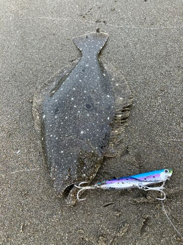 ソゲの釣果