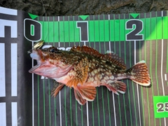 カサゴの釣果