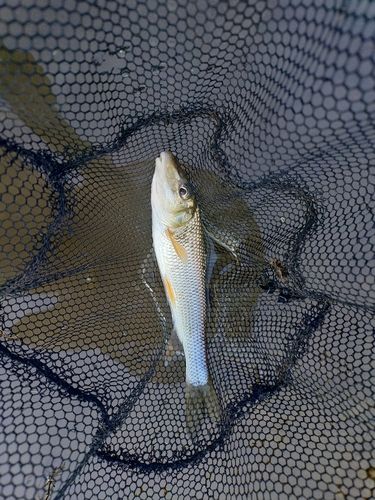 ニゴイの釣果