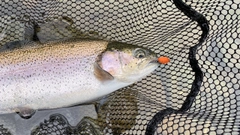 ニジマスの釣果