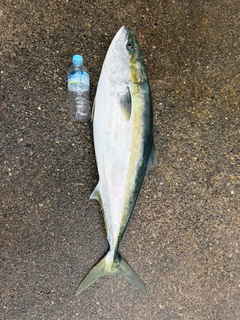 ブリの釣果
