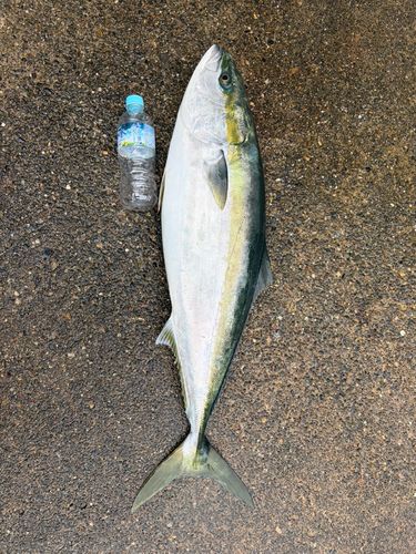 ブリの釣果