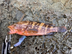 アコウの釣果
