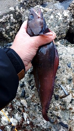 ドンコの釣果
