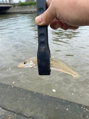 キスの釣果