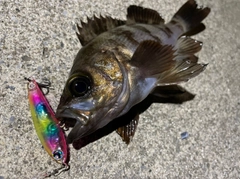 メバルの釣果
