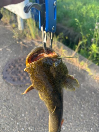 ナマズの釣果