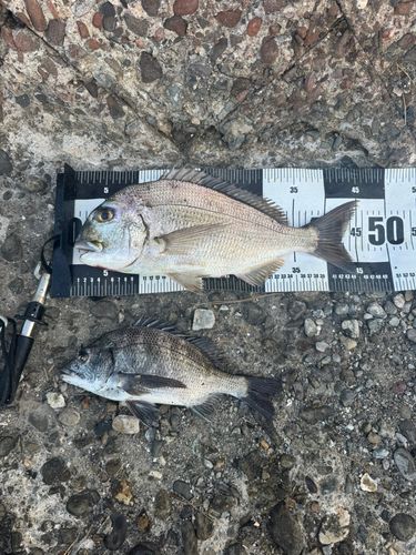 チヌの釣果
