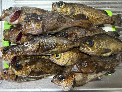 メバルの釣果