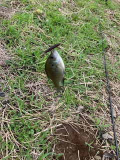 ブルーギルの釣果