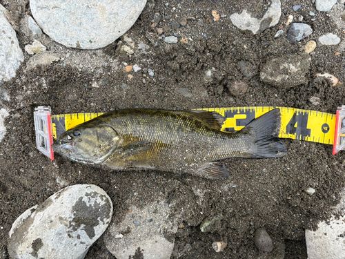 スモールマウスバスの釣果
