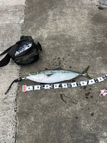 ブリの釣果