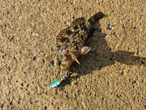 アナハゼの釣果