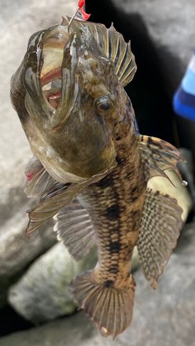 ウロハゼの釣果