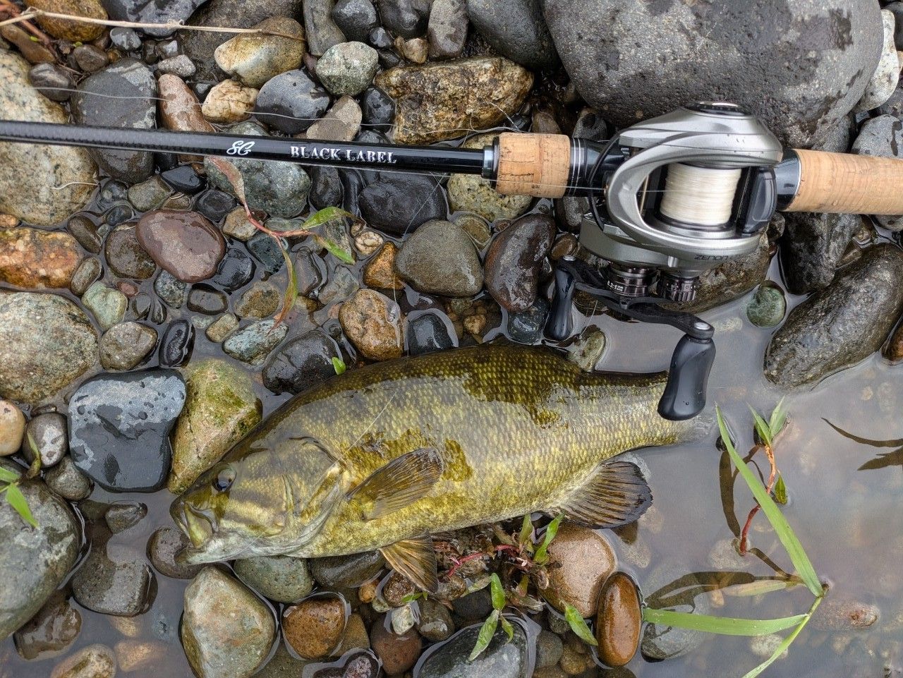 DAIWA 19ブラックレーベル SG 641LFBの最安値・インプレ・釣果 | 本音
