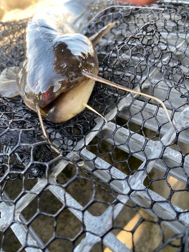 ナマズの釣果