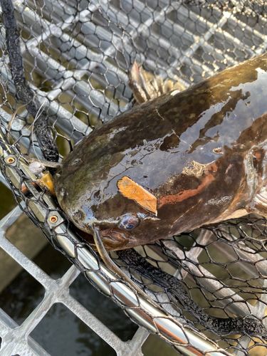 ナマズの釣果