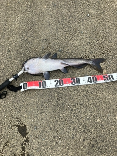 アメリカナマズの釣果