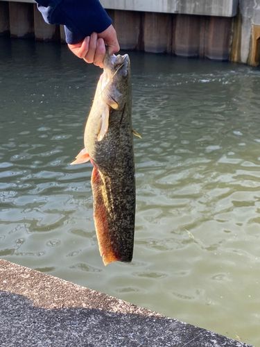 ナマズの釣果