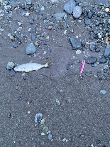 ワカシの釣果