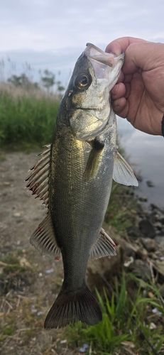 セイゴ（マルスズキ）の釣果