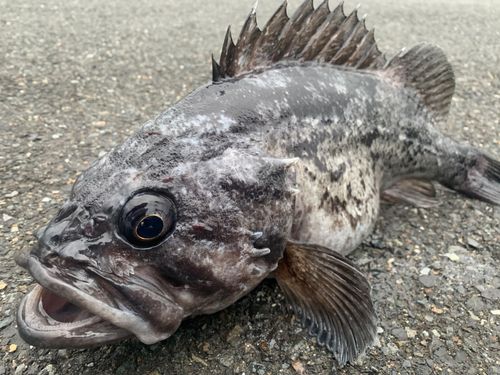 クロソイの釣果