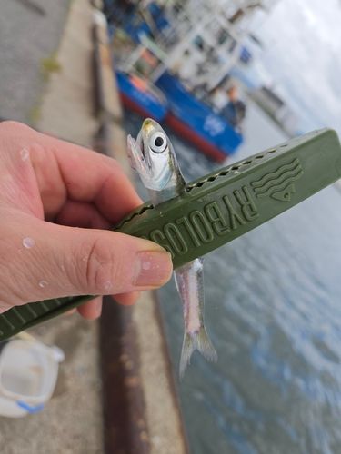 カタクチイワシの釣果