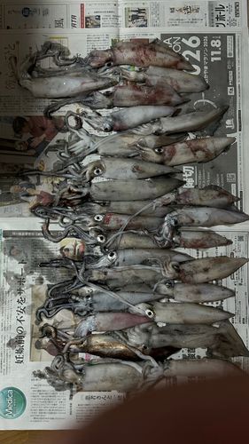ケンサキイカの釣果