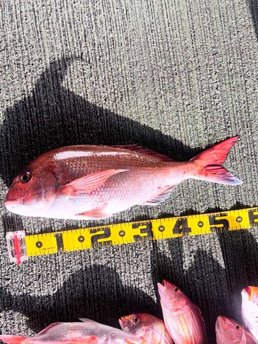 タイの釣果