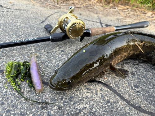 ライギョの釣果