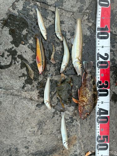 キスの釣果